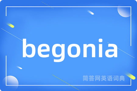 begonia