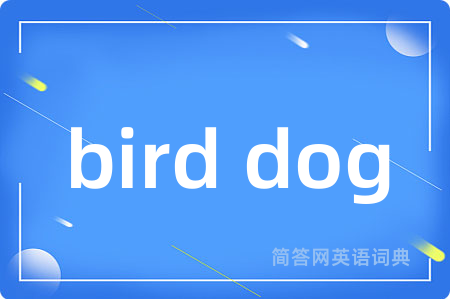 bird dog