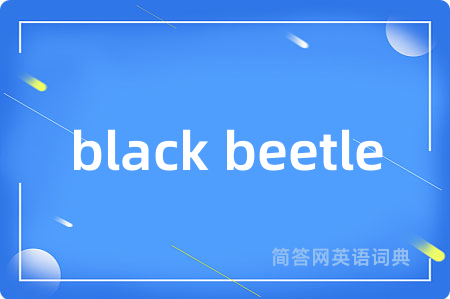black beetle