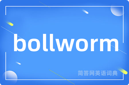 bollworm