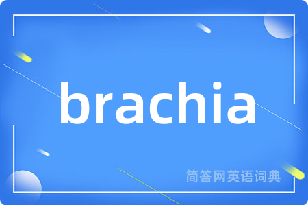 brachia