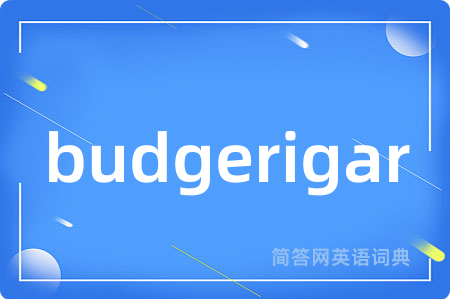 budgerigar