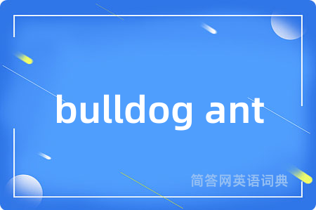 bulldog ant