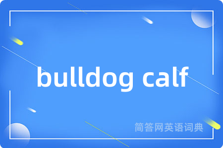 bulldog calf