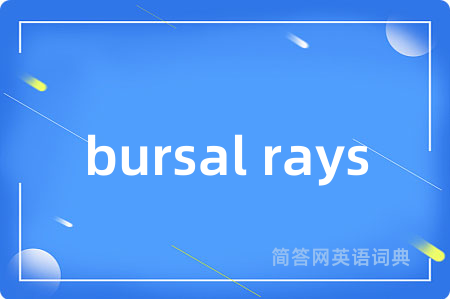 bursal rays