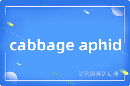 cabbage aphid