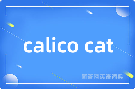 calico cat