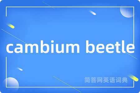 cambium beetle