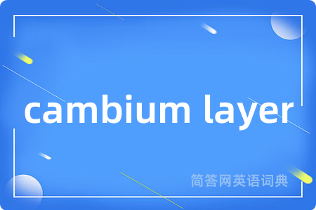 cambium layer