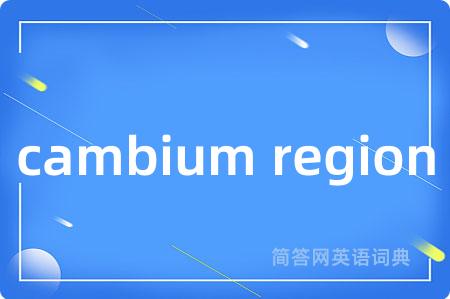 cambium region