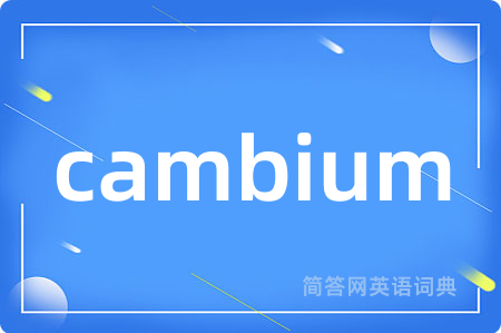 cambium