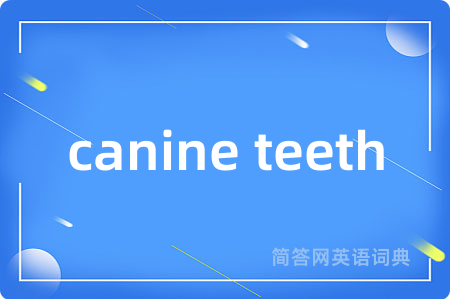 canine teeth是什么意思,canine teeth的中文翻译 canine teeth