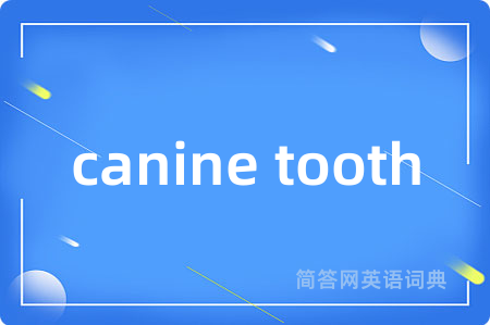canine tooth