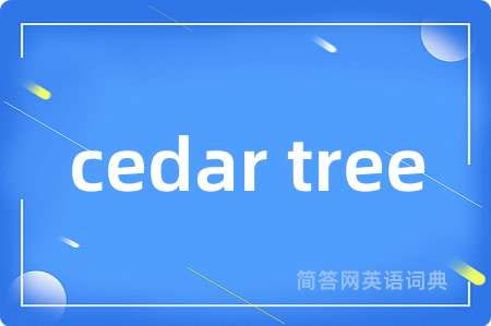 cedar tree
