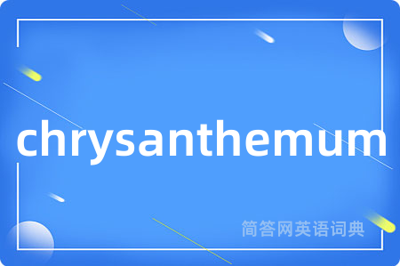 chrysanthemum