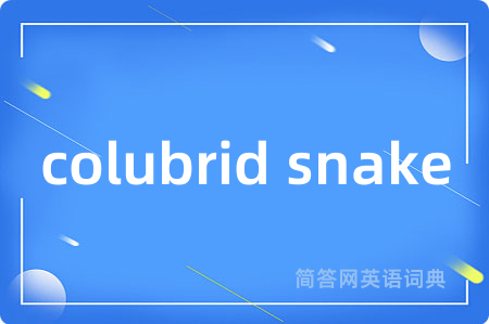 colubrid snake