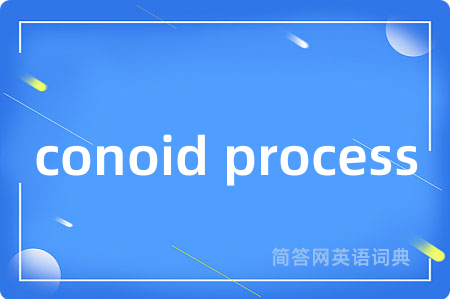 conoid process