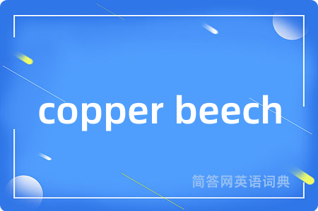 copper beech