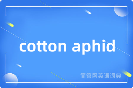 cotton aphid