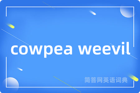 cowpea weevil