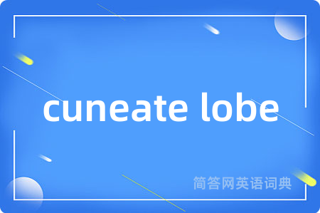 cuneate lobe