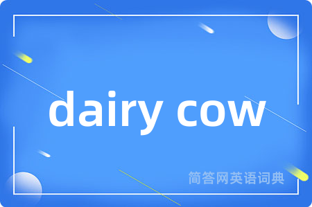 dairy cow