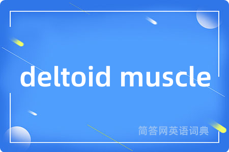 deltoid muscle