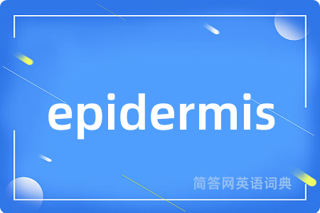 epidermis