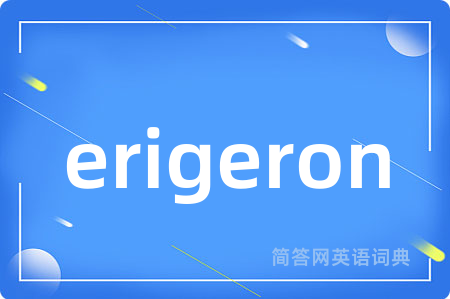erigeron