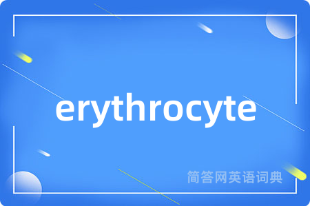 erythrocyte