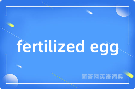 fertilized egg