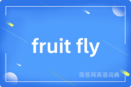 fruit fly