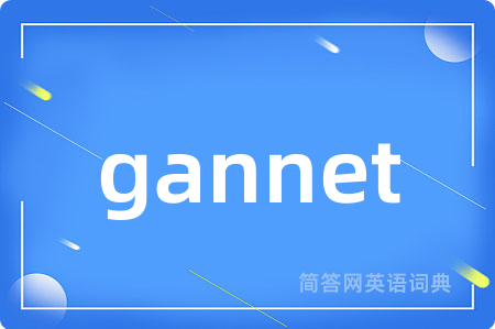 gannet