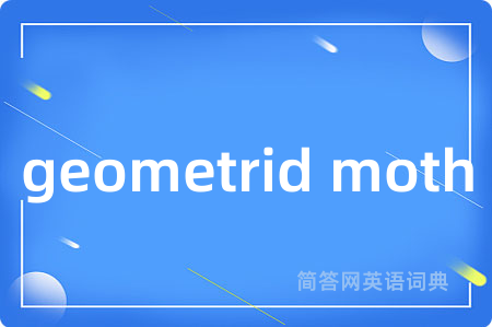 geometrid moth