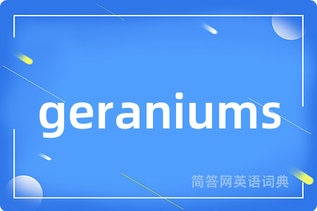 geraniums
