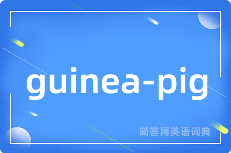 guinea-pig