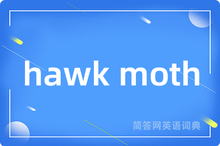 hawk moth