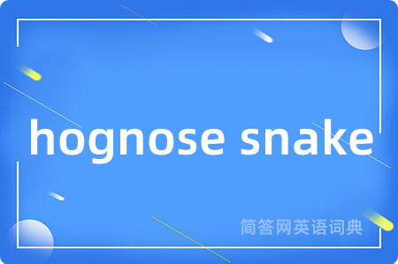hognose snake