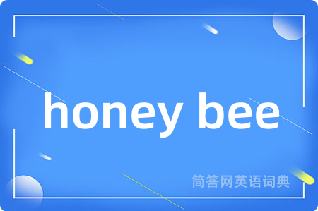 honey bee是什么意思,honey bee的中文翻译 honey bee