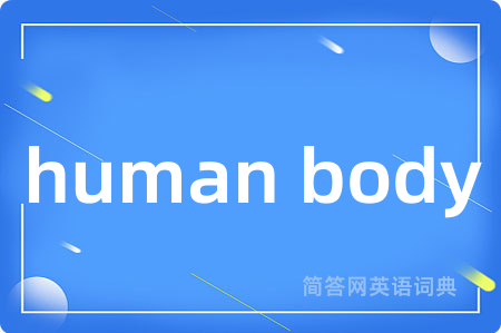 human body