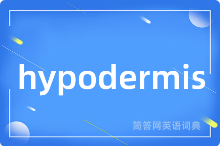 hypodermis