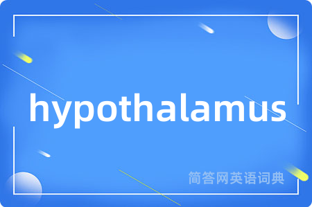 hypothalamus