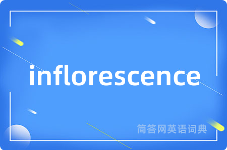 inflorescence是什么意思,inflorescence的中文翻译 inflorescence