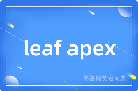 leaf apex