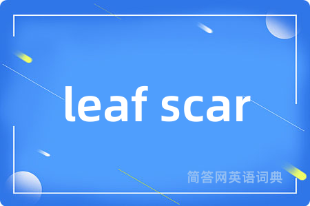 leaf scar