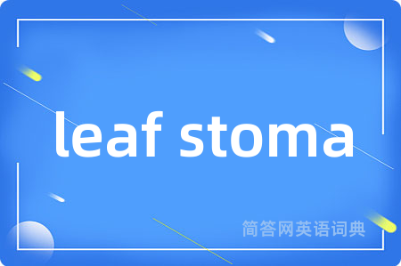 leaf stoma