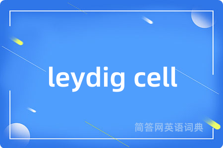 leydig cell