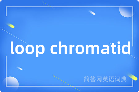 loop chromatid