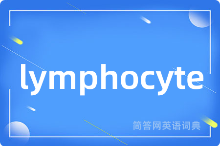lymphocyte