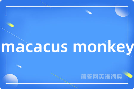 macacus monkey